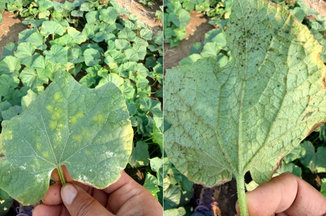 Upper and lower cucumber leaf showing some yellowing.